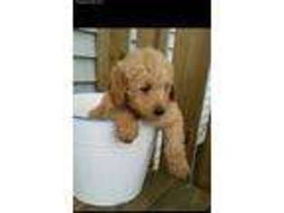 Goldendoodle Puppy for sale in Merrillville, IN, USA