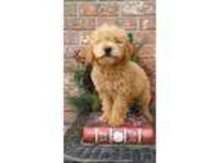 Goldendoodle Puppy for sale in Kemp, TX, USA