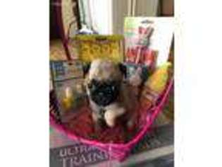 Pug Puppy for sale in Carlisle, PA, USA