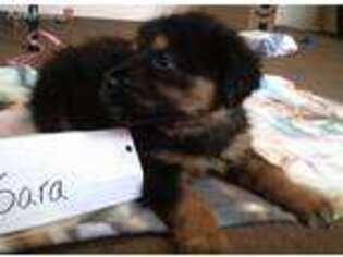 Tibetan Mastiff Puppy for sale in Mansfield, OH, USA