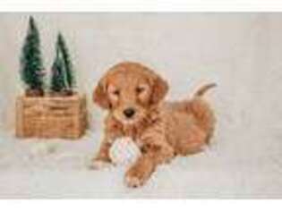 Goldendoodle Puppy for sale in Romney, WV, USA