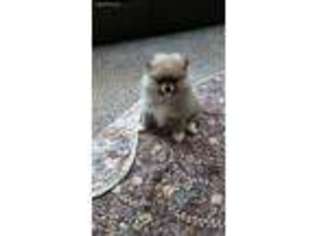 Pomeranian Puppy for sale in Clarkston, MI, USA