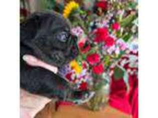 French Bulldog Puppy for sale in Vista, CA, USA
