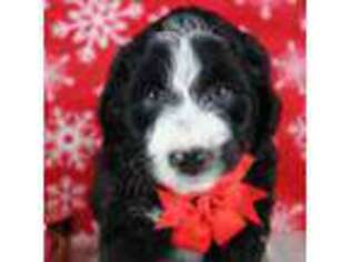 Mutt Puppy for sale in Le Center, MN, USA