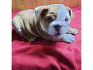 Bulldog Puppy for sale in Exeter, NH, USA
