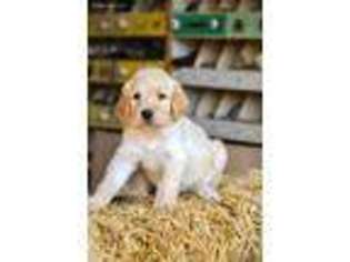 Labradoodle Puppy for sale in Custer City, OK, USA