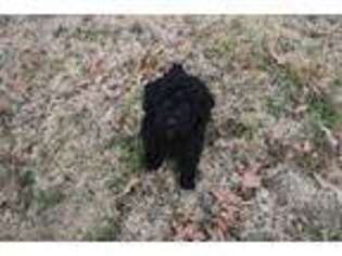 Portuguese Water Dog Puppy for sale in Yale, OK, USA