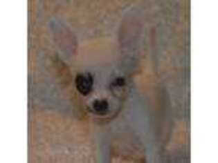 Chihuahua Puppy for sale in Georgetown, TX, USA