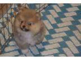 Pomeranian Puppy for sale in Macon, GA, USA