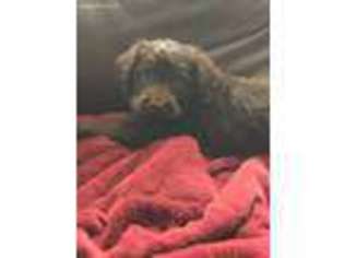 Labradoodle Puppy for sale in Hardy, AR, USA