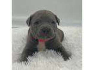 Mutt Puppy for sale in Homestead, FL, USA