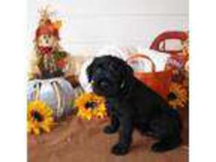 Mutt Puppy for sale in Bristol, TN, USA