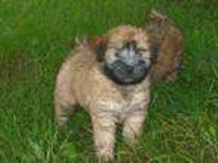 Soft Coated Wheaten Terrier Puppy for sale in Free Union, VA, USA