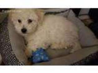 Bichon Frise Puppy for sale in Gwynn Oak, MD, USA