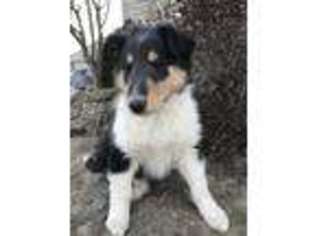 Collie Puppy for sale in Perryville, MO, USA