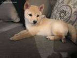 Shiba Inu Puppy for sale in Grapevine, TX, USA
