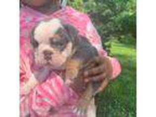 Bulldog Puppy for sale in Raymond, MS, USA