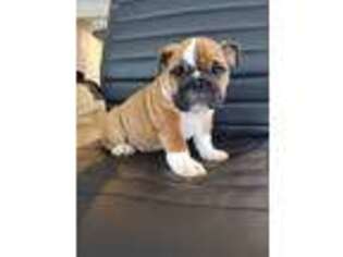Bulldog Puppy for sale in Lynn, MA, USA