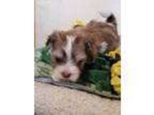 Havanese Puppy for sale in Buckley, WA, USA