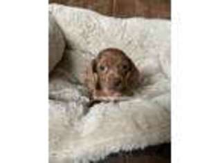 Dachshund Puppy for sale in Tryon, OK, USA