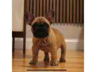 Bulldog Puppy for sale in Groton, MA, USA