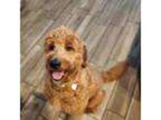 Goldendoodle Puppy for sale in Clermont, FL, USA