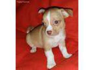 Chihuahua Puppy for sale in Quincy, MA, USA