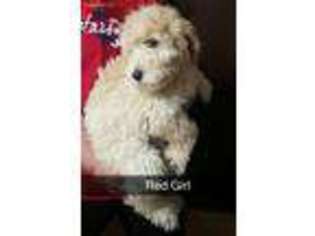 Goldendoodle Puppy for sale in Albia, IA, USA