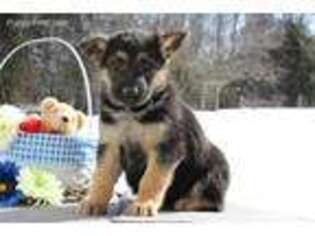 German Shepherd Dog Puppy for sale in Loganton, PA, USA