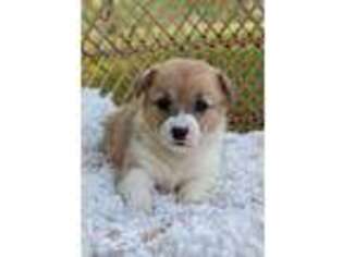 Pembroke Welsh Corgi Puppy for sale in Carlisle, PA, USA