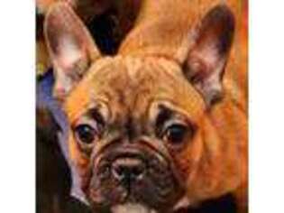 French Bulldog Puppy for sale in Halifax, MA, USA