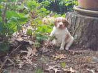 Brittany Puppy for sale in Wilmington, NC, USA