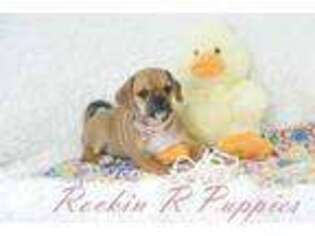 Puggle Puppy for sale in Pottersville, MO, USA