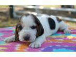 Basset Hound Puppy for sale in Chiefland, FL, USA