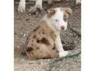 Australian Shepherd Puppy for sale in Mount Vernon, IL, USA