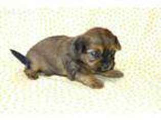 Shorkie Tzu Puppy for sale in Charlton, MA, USA