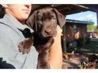 Labrador Retriever Puppy for sale in Thomas, OK, USA