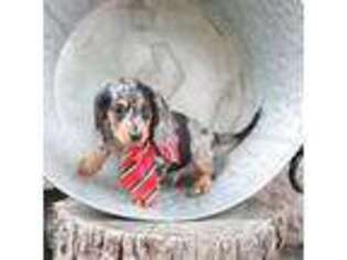 Dachshund Puppy for sale in Interlaken, NY, USA