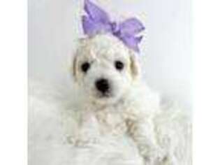 Bichon Frise Puppy for sale in Somerset, KY, USA