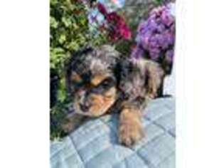 English Toy Spaniel Puppy for sale in Columbia, TN, USA