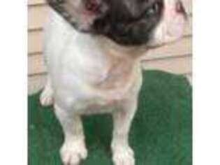 French Bulldog Puppy for sale in Sicklerville, NJ, USA