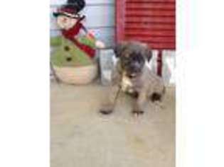 Cane Corso Puppy for sale in Strasburg, PA, USA
