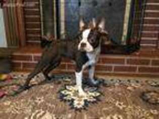 Boston Terrier Puppy for sale in Mercer, PA, USA