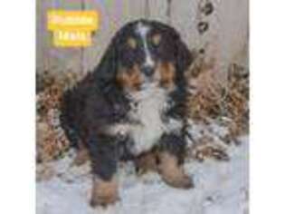 Bernese Mountain Dog Puppy for sale in Gunnison, UT, USA