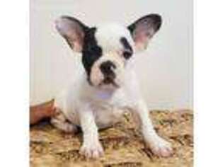French Bulldog Puppy for sale in Lamar, MO, USA