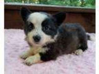 Cardigan Welsh Corgi Puppy for sale in Ashville, AL, USA
