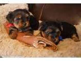 Yorkshire Terrier Puppy for sale in Crosby, TX, USA