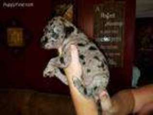 Great Dane Puppy for sale in Estill Springs, TN, USA
