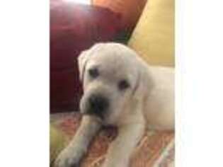 Labrador Retriever Puppy for sale in Middleton, WI, USA