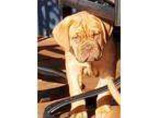 American Bull Dogue De Bordeaux Puppy for sale in Belvidere, NE, USA